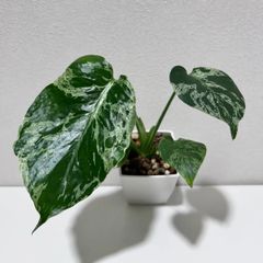 モンステラ デリシオーサ Monstera deliciosa 'Gold Monster' 新種