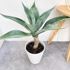 2026年最新】ボーチンブルーの人気アイテム - メルカリ