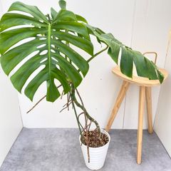 ④ モンステラ デリシオーサ根上がり 8号特大苗木最高等級極上品