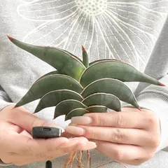 2026年最新】サンスベリア ロリダの人気アイテム - メルカリ