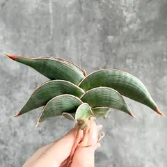 2026年最新】サンスベリア ロリダの人気アイテム - メルカリ