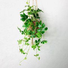現品】レア♡斑入り♡シュガーパイン♡3号♡ポットごと宅急便