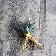 アガベ サルミアナ フェロックス 抜き苗 20cm前後｜屋外育成向けベース