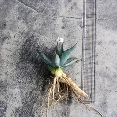 2026年最新】サルミアナ フェロックスの人気アイテム - メルカリ