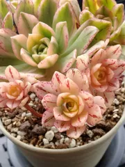 2026年最新】アエオニウムの人気アイテム - メルカリ