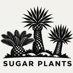 ◇サイカス デソラータ デソラタ 実生苗！◇Cycas desolata 希少ブルー