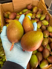 2026年最新】摘果マンゴーの人気アイテム - メルカリ