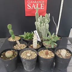 2026年最新】灌木の人気アイテム - メルカリ