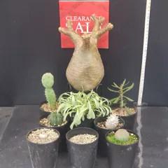 2026年最新】グラキリス ベアルートの人気アイテム - メルカリ