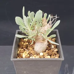 2026年最新】オトンナ ユーフォルビオイデスの人気アイテム - メルカリ