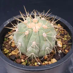 2026年最新】copiapoaの人気アイテム - メルカリ