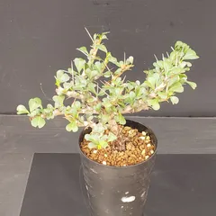 2026年最新】サルコカウロン バンデリエティアエの人気アイテム - メルカリ