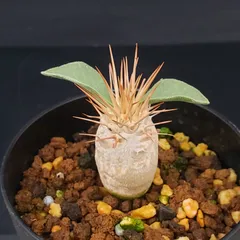 2026年最新】ナマクアナムの人気アイテム - メルカリ