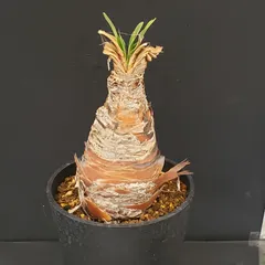 2026年最新】ブーファン ディスティチャの人気アイテム - メルカリ