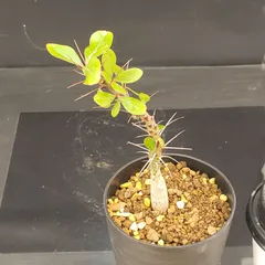 2026年最新】ファシクラータの人気アイテム - メルカリ