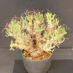 2026年最新】万物想の人気アイテム - メルカリ