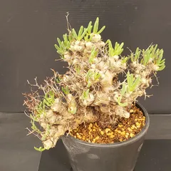 2026年最新】万物想の人気アイテム - メルカリ