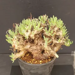 2026年最新】万物想の人気アイテム - メルカリ