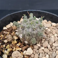 2026年最新】ユーフォルビア の人気アイテム - メルカリ