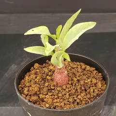 2026年最新】アデニアの人気アイテム - メルカリ