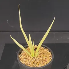 2026年最新】サンセベリアドラゴンの人気アイテム - メルカリ