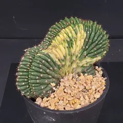 2026年最新】綴化の人気アイテム - メルカリ