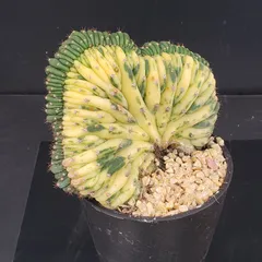 2026年最新】綴化サボテンの人気アイテム - メルカリ