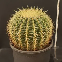 2026年最新】エキノカクタスの人気アイテム - メルカリ