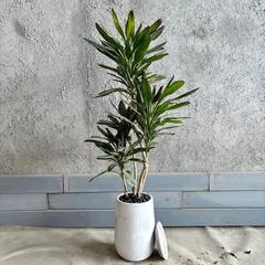 2026年最新】コルジリネの人気アイテム - メルカリ