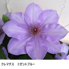 2026年最新】紫色クレマチス苗の人気アイテム - メルカリ