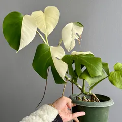 2026年最新】モンステラハーフムーンの人気アイテム - メルカリ