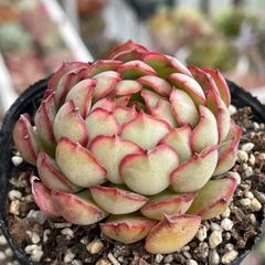 多肉植物ミックスベリア♡ブルーバニラ❤︎抜き苗(根付き) - メルカリ