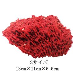 サンゴ礁 珊瑚礁 パイプオルガン珊瑚 珊瑚 サンゴ 赤珊瑚 管珊瑚