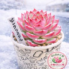 リンゼアナ(大) No1 抜き苗約10cm(第4種郵便・速達300円） - メルカリ