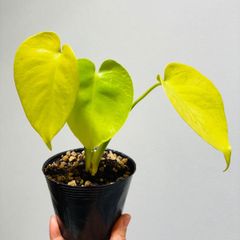 モンステラ デリシオーサ Monstera deliciosa 'Gold Monster' 新種