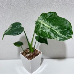 モンステラ デリシオーサ Monstera deliciosa 'Gold Monster' 新種