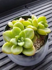 ペリドット ３カット