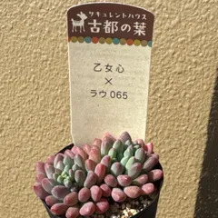 2026年最新】古都の葉の人気アイテム - メルカリ