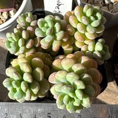1ポット485円 セダム クリームロッティ 7.5cmポット - メルカリ