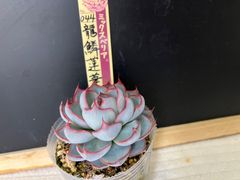龍鱗蓮華】 ミックスベリア おらいさん苗 札なし 抜き苗 第四種郵便