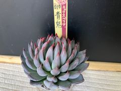 命名株いろいろ5種セット 札なし ポットごと発送 - メルカリ
