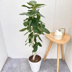 2026年最新】ベンガレンシスの人気アイテム - メルカリ