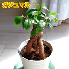 2026年最新】観葉植物 大型の人気アイテム - メルカリ