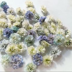 八重コデマリ ホワイト・ダークブルーミックス ドライフラワー H-584