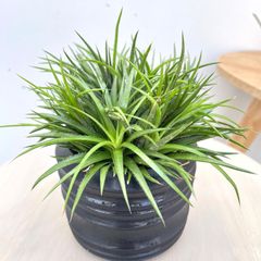 ディッキア エステベシー Dyckia estevesii - メルカリ