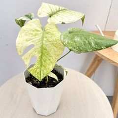 花宇宙血統株】ハイブリッドモンステラ デリシオサ × ボルシギアナ