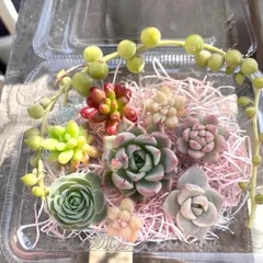 2026年最新】子持ち蓮華の人気アイテム - メルカリ