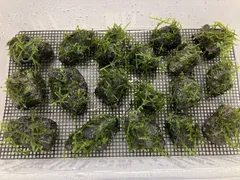 ウイローモスの溶岩石 Sサイズ3個セット｜無農薬・活着済み・宅急便コンパクト