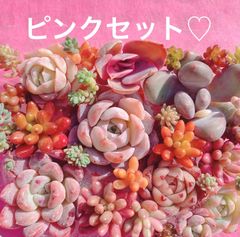 A クーポンあり❣️ ぷっくりとつぶつぶの寄せ植えセット❣️寄せ植え