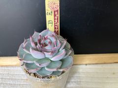 白染華 おらいさん苗札付き ミックスベリア - メルカリ